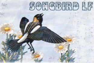 Songbird LF: A Decorative Font That Sings in Campaign Visuals